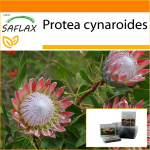 SAFLAX - Sodas mai&scaron;e - Giant King Protea - 5 sėklos - Su substratu tinkamame stovimame mai&scaron;elyje - Protea cynaroides