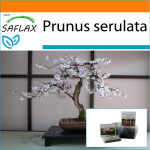 SAFLAX - Sodas mai&scaron;elyje - Bonsai - Laukinė juodoji vy&scaron;nia - 30 sėklų - Su substratu tinkamame stovimame mai&scaron;elyje - Prunus serulata
