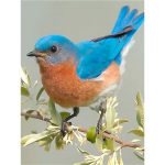 &bdquo;Pasidaryk pats&ldquo; 5D deimantinis pie&scaron;imas &bdquo;Pauk&scaron;čiai medžiuose&ldquo; Deimantinė mozaika Siuvinėjimo kryželiu rinkiniai Namų dekoravimas Visi&scaron;kai apvalus deimantinis siuvinėjimas Round 20x30cm