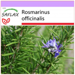 SAFLAX - Rozmarinas - 100 sėklų - Rosmarinus officinalis