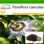 SAFLAX - Pasifloros gėlė - 25 sėklos - Su vazoniniu substratu geresniam auginimui - Passiflora caerulea