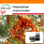 SAFLAX - Sodas mai&scaron;e - &Scaron;altalankis - 40 sėklų - Su substratu tinkamame stovimame mai&scaron;elyje - Hippophae rhamnoides