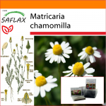 SAFLAX Sodas mai&scaron;e - Mayweed - 300 sėklų - Su substratu tinkamame stovimame mai&scaron;elyje - Matricaria chamomilla