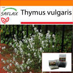 SAFLAX Sodas mai&scaron;e &ndash; Paprastasis čiobrelis &ndash; 200 sėklų &ndash; Su substratu tinkamame stovimame mai&scaron;elyje &ndash; Thymus vulgaris