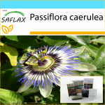 SAFLAX &ndash; Dovanų rinkinys &ndash; Pasifloros gėlė &ndash; 25 sėklos &ndash; Su dovanų dėžute, kortele, etikete ir vazono substratu &ndash; Passiflora caerulea