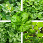 Žolelių sėklų rinkinys mėtų raudonėlių bazilikų kalendra lovage 5 vnt. sodui