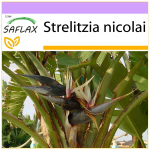 SAFLAX Baltasis rojaus pauk&scaron;tis - 5 sėklos - Strelitzia nicolai