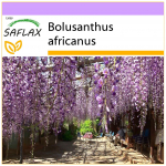 SAFLAX &ndash; Afrikos visterijos medis &ndash; 15 sėklų &ndash; Bolusanthus africanus