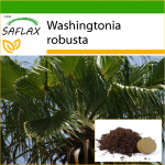 SAFLAX &ndash; meksikieti&scaron;ka medvilnė &ndash; 12 sėklų &ndash; Su vazoniniu substratu geresniam auginimui &ndash; Washingtonia robusta