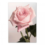 Rožinės rožės Skandinavijos gėlių plakatai Spaudiniai Bijūnų drobės Tapyba &Scaron;iuolaikinės sienų dailės nuotraukos, skirtos gyvenamojo kambario namų dekoravimui 21X30cm No Frame