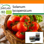 SAFLAX - Sodas mai&scaron;elyje - Ekologi&scaron;kas - Pomidoras - Berner Rose - 10 sėklų - Su substratu tinkamame stovimame mai&scaron;elyje - Solanum lycopersicum