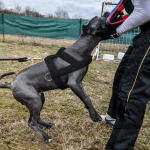Greitas pristatymas &Scaron;unų svorio tempimo diržai Mink&scaron;ti pamink&scaron;tinti &scaron;unų diržai Pitbull Big Large Dogs Dresūros diržai Naminių gyvūnėlių judrumo produktai 73cm-black juoda
