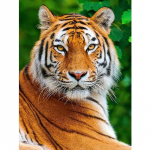 &bdquo;Tiger Anime&ldquo; pritaikyta &bdquo;pasidaryk pats&ldquo; deimantų tapyba kryželiu 30x30 cm deimantų mozaika 20x15CM įvairiaspalvis