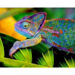 Deimantinis siuvinėjimas chameleonas 5D deimantinis dažymas kryželiu Siuvinėjimas deimantine mozaikine adata 20X30CM