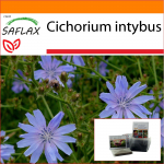 SAFLAX Sodas mai&scaron;e &ndash; Cikorija &ndash; 250 sėklų &ndash; Su substratu tinkamame stovimame mai&scaron;elyje &ndash; Cichorium intybus