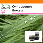 SAFLAX - Sodas mai&scaron;e - Citrinžolė - 50 sėklų - Su substratu tinkamame stovimame mai&scaron;elyje - Cymbopogon flexosus