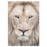 5D &bdquo;pasidaryk pats&ldquo; deimantinė tapyba &bdquo;Animal Lion&ldquo; Visi&scaron;kai apvali deimantinė tapyba kryžminio dygsnio deimantų siuvinėjimas 20X30CM