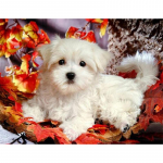 5D &bdquo;pasidaryk pats&ldquo; deimantinis paveikslas, klevo lapų &scaron;uniukas, deimantinis siuvinėjimas, siuvinėjimas kryželiu namų dekoras, rankų darbo dovanos.javascript: Round 20x30cm