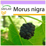 SAFLAX - Black Mulberry - 200 sėklų - Morus nigra