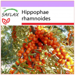 SAFLAX - &Scaron;altalankis - 40 sėklų - Hippophae rhamnoides