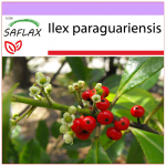 SAFLAX &ndash; Yerba mate &ndash; 10 sėklų &ndash; Ilex paraguariensis