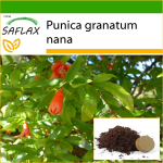 SAFLAX - Nyk&scaron;tukinis granatas - 50 sėklų - Su vazoniniu substratu geresniam auginimui - Punica granatum nana