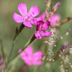 Gvazdikų Kartuzek gėlių sėklos sodui, didelis derlius