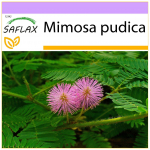 SAFLAX Jautrus augalas - 70 sėklų - Mimosa pudica