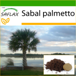 SAFLAX - Palmetto Palm - 8 sėklos - Su vazoniniu substratu geresniam auginimui - Sabal palmetto