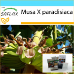 SAFLAX - Dovanų rinkinys - Paprastasis bananas - 10 sėklų - Su dovanų dėžute, kortele, etikete ir vazono substratu - Musa X paradisiaca