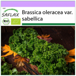 SAFLAX Ekologi&scaron;ki &ndash; Lapiniai kopūstai &ndash; Westland Winter &ndash; 70 sėklų &ndash; Brassica oleracea
