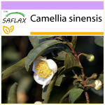 SAFLAX - Arbatos augalas - 6 sėklos - Camellia sinensis