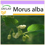 SAFLAX &ndash; Baltasis &scaron;ilkmedis &ndash; 200 sėklų &ndash; Morus alba