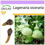 SAFLAX - Butelinis moliūgas - 15 sėklų - Lagenaria siceraria