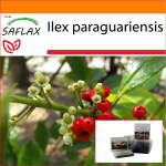 SAFLAX - Sodas mai&scaron;e - Yerba mate - 10 sėklų - Su substratu tinkamame stovimame mai&scaron;elyje - Ilex paraguariensis