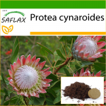SAFLAX - Giant King Protea - 5 sėklos - Su vazoniniu substratu geresniam auginimui - Protea cynaroides