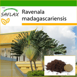 SAFLAX &ndash; Keliautojų medis &ndash; 8 sėklos &ndash; Su vazoniniu substratu geresniam auginimui &ndash; Ravenala madagascariensis