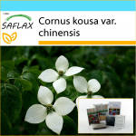 SAFLAX Dovanų rinkinys &ndash; Kininis sedulas &ndash; 30 sėklų &ndash; Su dovanų dėžute, kortele, etikete ir vazono substratu &ndash; Cornus kousa