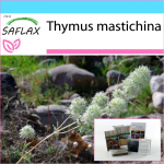 SAFLAX - Dovanų rinkinys - Čiobrelių mastika - 250 sėklų - Su dovanų dėžute, kortele, etikete ir vazono substratu - Thymus mastichina