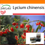 SAFLAX Sodas mai&scaron;e - Goji uogos - 200 sėklų - Su substratu tinkamame stovimame mai&scaron;elyje - Lycium chinensis