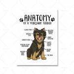 Animal Anatomy Canvas Plakatas Borderkolis Jork&scaron;yro terjeras Spausdinti &Scaron;iuolaikinės naminių gyvūnėlių parduotuvės ligoninės siena 21cm&times;30cm NoFrame