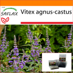 SAFLAX - Sodas mai&scaron;e - Vienuolio pipirai - 30 sėklų - Su substratu tinkamame stovimame mai&scaron;elyje - Vitex agnus-castus