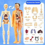 3D Žmogaus Skeleto Organų Anatomijos Mokslinis Modelio Rinkinys Vaikams Kūno &Scaron;vietimo Modeliai Nuimamas Simuliacinis Pasidaryk pats Organų Surinkimo Modelis
