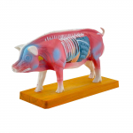 Gyvūno anatomijos modelis veterinariniam mokymuisi 1 gray