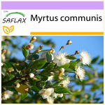 SAFLAX &ndash; Tikroji mirta &ndash; 30 sėklų &ndash; Myrtus communis