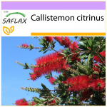 SAFLAX - Red Bottle Brush - 400 sėklų - Callistemon citrinus