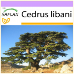 SAFLAX Libano kedras - 20 sėklų - Cedrus libani