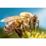 Visas 5D &bdquo;pasidaryk pats&ldquo; deimantinis pie&scaron;imas &bdquo;Bee&ldquo; deimantinis siuvinėjimas Visi&scaron;kai klojamas kryželiu namų dekoras, rankų darbo dovana 20x30cm