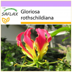 SAFLAX Afrikinė vijoklinė lelija &ndash; 15 sėklų &ndash; Gloriosa rothschildiana