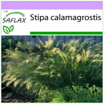 SAFLAX &ndash; plunksnų žolė / fazano uodegos žolė &ndash; 50 sėklų &ndash; Stipa calamagrostis
